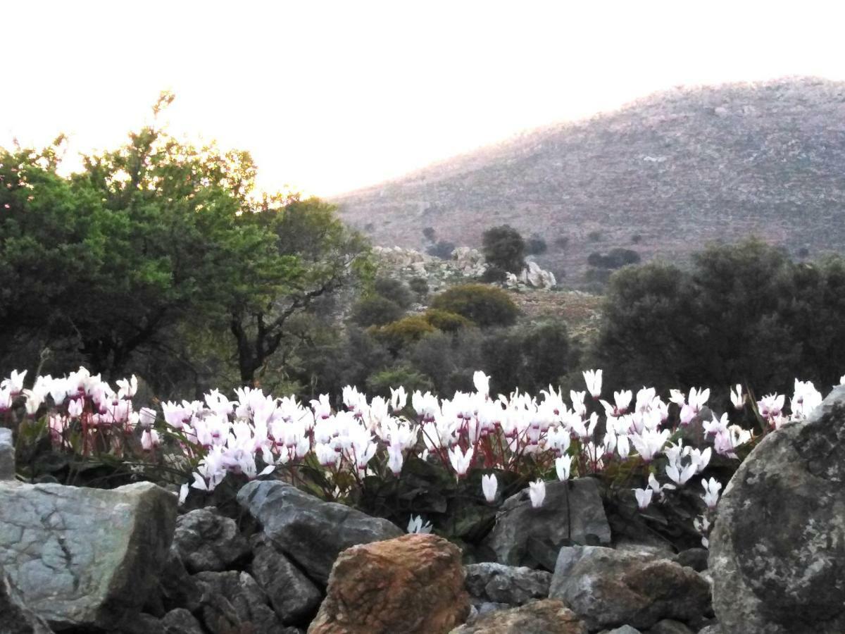 Tilos Island House Megálon Choríon Extérieur photo